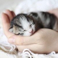 【猫の育て方】特に子猫を育てる時に絶対にしては行けないポイントとは