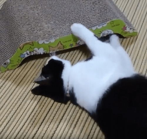＜猫壱＞爪とぎ　ダンボール爪とぎ　バリバリベッドM猫柄　猫ちゃんと一緒　動画2