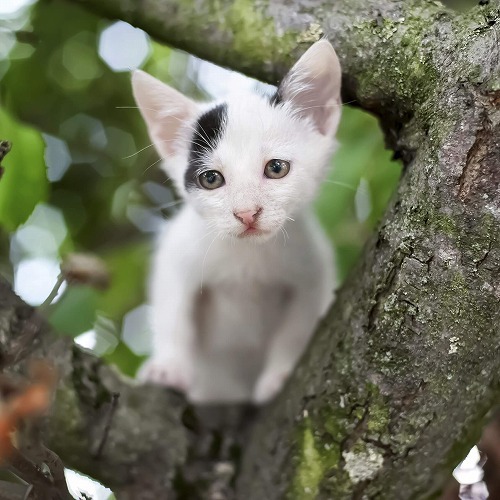 猫の行動範囲は○○の量で決まる？室内・都会・田舎の猫の違いとは