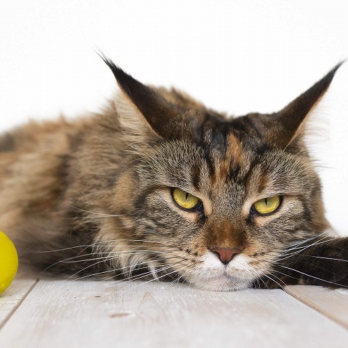 【猫のストレス】機嫌悪いニャ！飼い主が気が付きにくい猫のストレス①