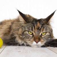 【猫のストレス】機嫌悪いニャ！飼い主が気が付きにくい猫のストレス①