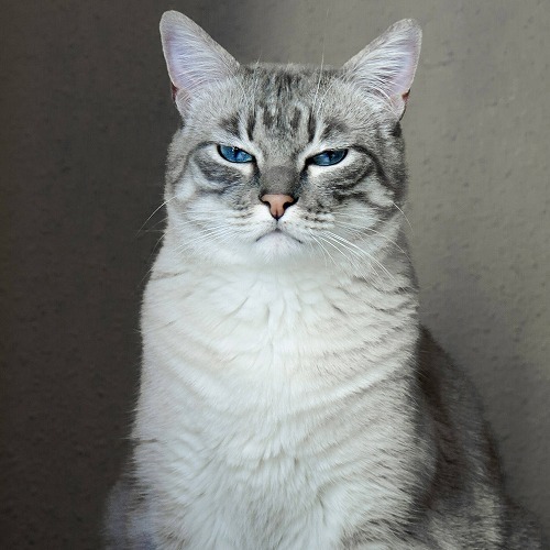 【猫のストレス】機嫌悪いニャ！飼い主が気が付きにくい猫のストレス②