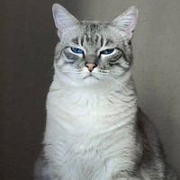 【猫のストレス】機嫌悪いニャ！飼い主が気が付きにくい猫のストレス②