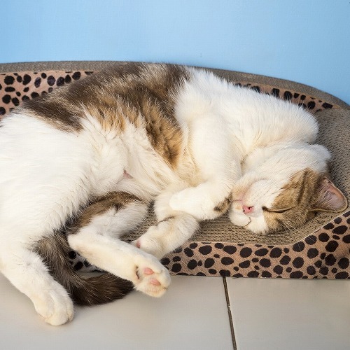 【ネコの体】猫だって肩が凝るニャ！ネコが喜ぶ肩こりマッサージ方法