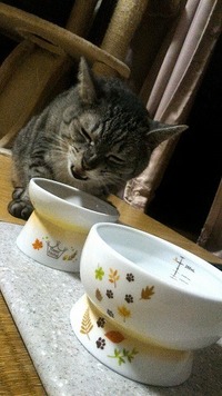 秋バージョンニャ！