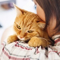 猫がストレスを感じる時①1位：引っ越し 2位：病院 3位：○○との同居