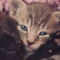 猫が問題行動を起こした時☆試してみたい「猫の心を癒す自然療法」とは