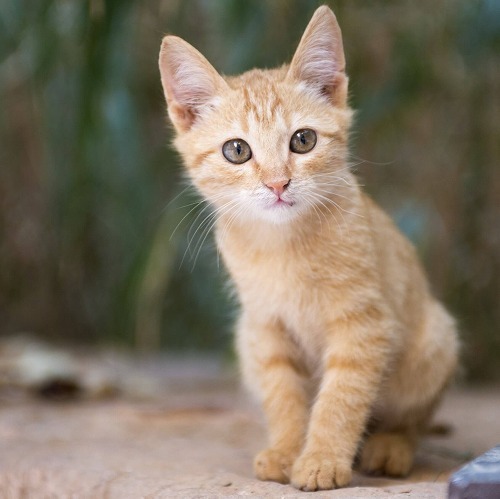 懐かなかった猫とこうして仲良くなりました♪飼い主の実例体験を紹介