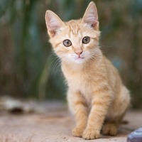 懐かなかった猫とこうして仲良くなりました♪飼い主の実例体験を紹介