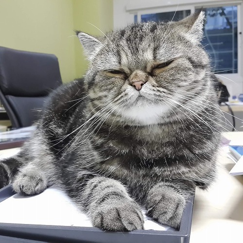 猫はどこまで飼い主の言葉がわかる？猫と飼い主の繋がりを深めるには