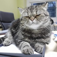 猫はどこまで飼い主の言葉がわかる？猫と飼い主の繋がりを深めるには