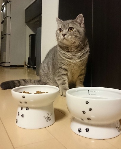 ごはん食べたいから、早く写真撮ってよ～