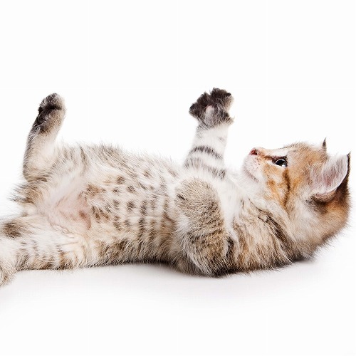 猫の気持ちはポーズで分る♪猫がやりがちなおかしなポーズの意味とは