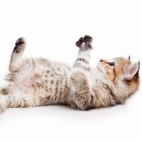 猫の気持ちはポーズで分る♪猫がやりがちなおかしなポーズの意味とは