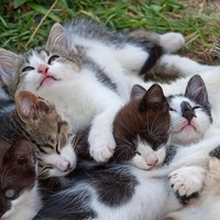 猫飼いに多い『アニマルホーダー』一線を越えないためできること