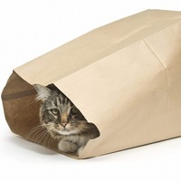 保護猫が人に慣れるまで☆見逃さないで！このサインが出たら安心かも