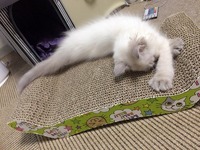 ぼくのベッド独占だーっ