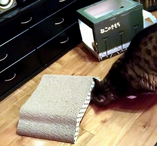 入れるわけないじゃない！