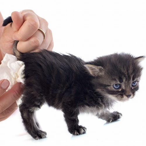 猫の突然のマーキングの原因はストレス？猫のマーキング対策とは