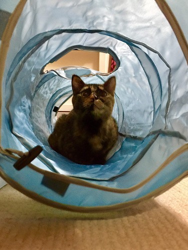 初めまして！トンネル姫から松です！