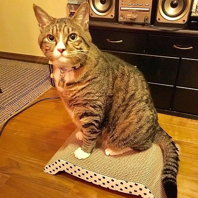 一瞬のお澄まし顔