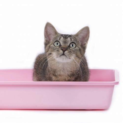 猫のオシッコは臭いが変わる？臭いがしないオシッコは病気かも？