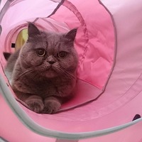 わたちのとんねる