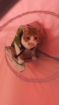 ちゃんちゃんこ