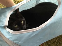 覗かないでにゃ