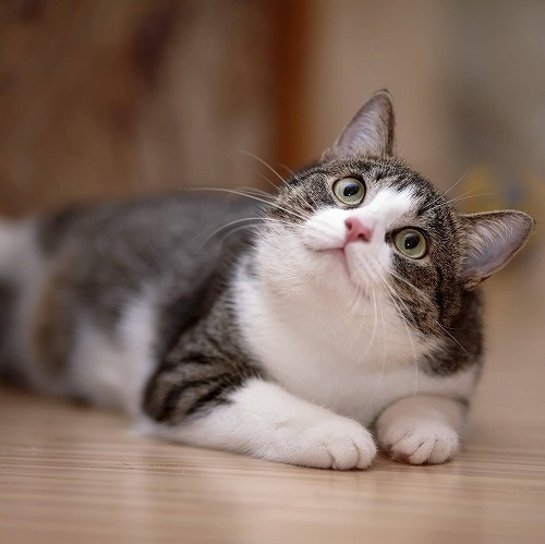 日本に36歳まで生きた長寿猫がいた！猫が長生きできる秘密とは♪