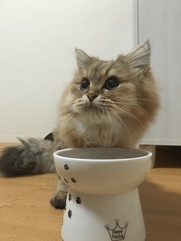 おかわり、まだかにゃ！？