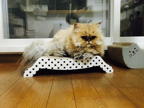 早くもお気に入り☆