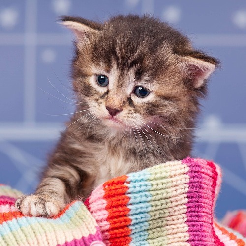 猫のストレス信号をチェック！猫のストレス対策には飼い主の〇〇が効く