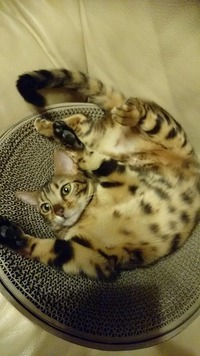 にゃりんにゃりん