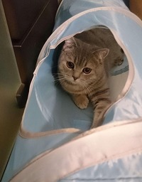 トンネル大好き！