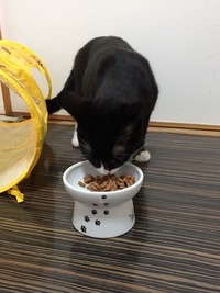 にゃん・ざ・まゆげ？