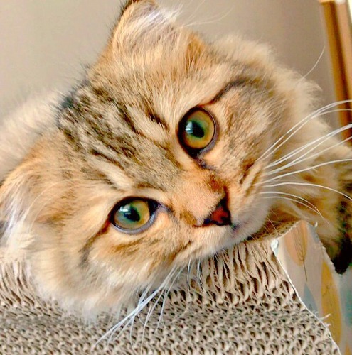 僕のお気に入り