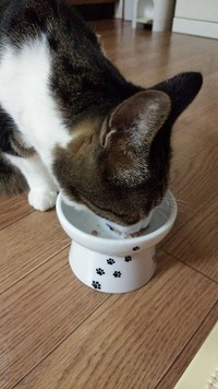 高齢ですが、食欲旺盛(^^)