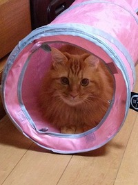 僕、気に入ったよ