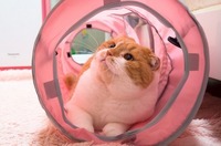 居心地いいにゃ～