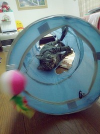 キャットトンネル満喫中