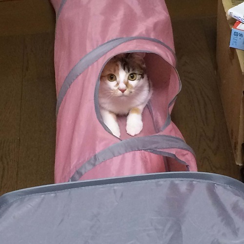 トンネル破けちゃったの