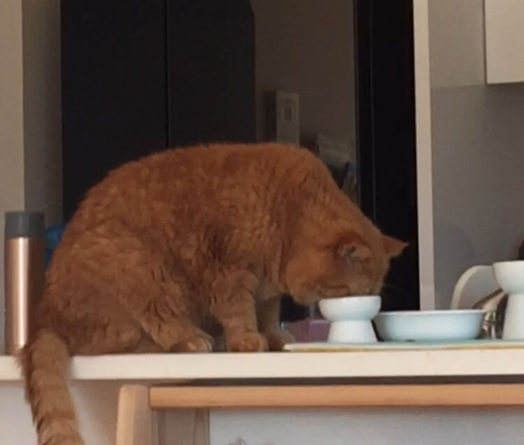 おやつの食べ方が下手