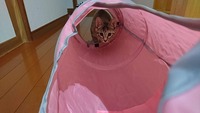 初めてのトンネル遊び♪