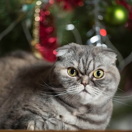 猫が嫌いなものベストランキング3とは🐱あなたの愛猫は当てはまる？