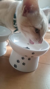 食べやすいニャー