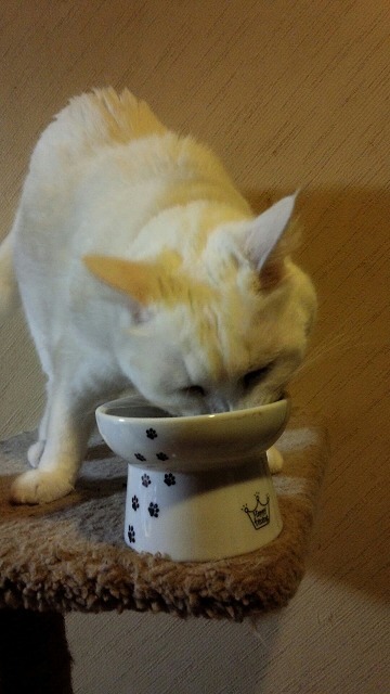 キャットタワーの上より