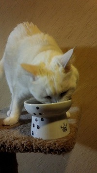 キャットタワーの上より