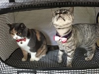 ☆猫壱商品モニターご当選☆