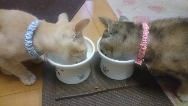 ニャンとも食べやすい。